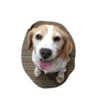 ビーグル犬のココ（個別スタンプ：2）