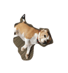 ビーグル犬のココ（個別スタンプ：3）