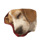 ビーグル犬のココ（個別スタンプ：4）