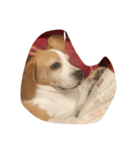 ビーグル犬のココ（個別スタンプ：5）