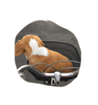 ビーグル犬のココ（個別スタンプ：6）