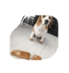 ビーグル犬のココ（個別スタンプ：8）