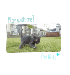 Ninja "Nilja" The Dark Cat（個別スタンプ：1）