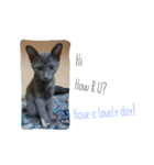 Ninja "Nilja" The Dark Cat（個別スタンプ：2）