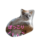 Benjamin Cat（個別スタンプ：1）