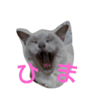 Benjamin Cat（個別スタンプ：2）