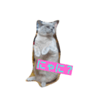 Benjamin Cat（個別スタンプ：3）