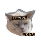 Benjamin Cat（個別スタンプ：4）