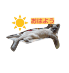 Benjamin Cat（個別スタンプ：7）