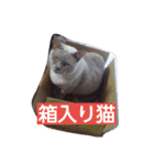 Benjamin Cat（個別スタンプ：8）