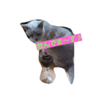 Benjamin Cat（個別スタンプ：9）
