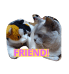 Benjamin Cat（個別スタンプ：10）