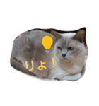 Benjamin Cat（個別スタンプ：12）