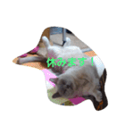 Benjamin Cat（個別スタンプ：14）