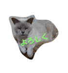 Benjamin Cat（個別スタンプ：15）