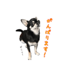 チワワのハルです（個別スタンプ：2）