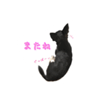 チワワのハルです（個別スタンプ：3）