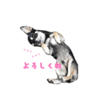チワワのハルです（個別スタンプ：4）