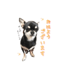チワワのハルです（個別スタンプ：7）