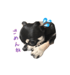 チワワのハルです（個別スタンプ：8）