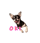 チワワのハルです（個別スタンプ：9）