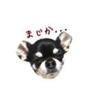 チワワのハルです（個別スタンプ：10）