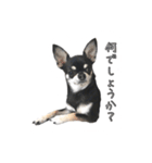 チワワのハルです（個別スタンプ：11）