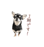 チワワのハルです（個別スタンプ：14）