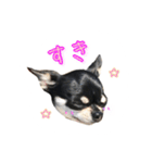 チワワのハルです（個別スタンプ：15）
