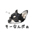 チワワのハルです（個別スタンプ：16）