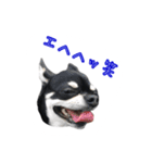 チワワのハルです（個別スタンプ：17）