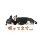 チワワのハルです（個別スタンプ：18）