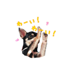 チワワのハルです（個別スタンプ：19）