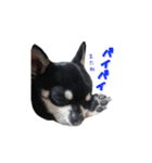 チワワのハルです（個別スタンプ：20）