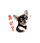 チワワのハルです（個別スタンプ：21）