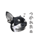 チワワのハルです（個別スタンプ：22）