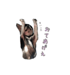 チワワのハルです（個別スタンプ：23）