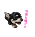 チワワのハルです（個別スタンプ：24）