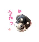 チワワのハルです（個別スタンプ：26）