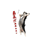 チワワのハルです（個別スタンプ：28）
