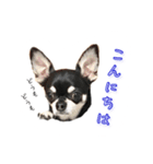 チワワのハルです（個別スタンプ：30）