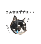 チワワのハルです（個別スタンプ：31）