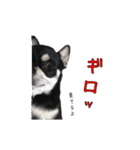 チワワのハルです（個別スタンプ：32）
