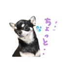 チワワのハルです（個別スタンプ：33）