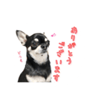 チワワのハルです（個別スタンプ：34）