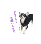 チワワのハルです（個別スタンプ：35）