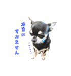 チワワのハルです（個別スタンプ：36）