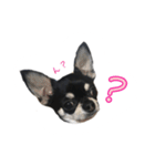 チワワのハルです（個別スタンプ：37）