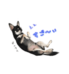 チワワのハルです（個別スタンプ：38）