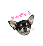 チワワのハルです（個別スタンプ：39）
